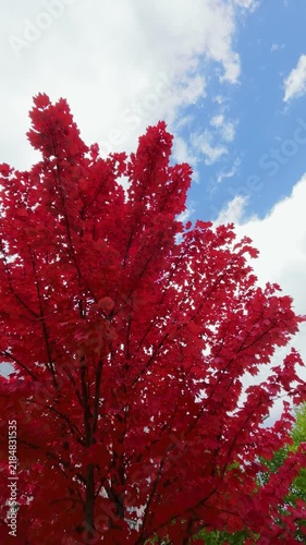 Red Maple Crown Under Blue Sky and White Clouds