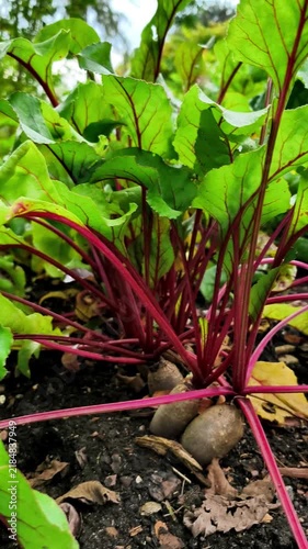 Beetroot Plants with Red Stems Growing in Garden Soil