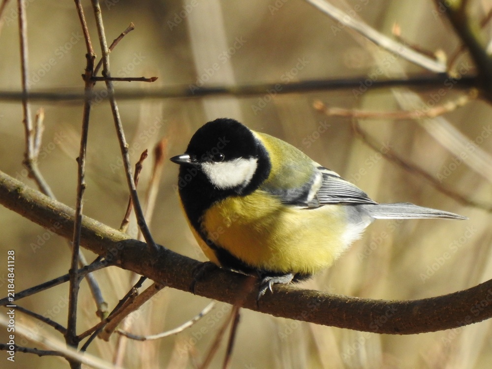 Obraz premium great tit parus major