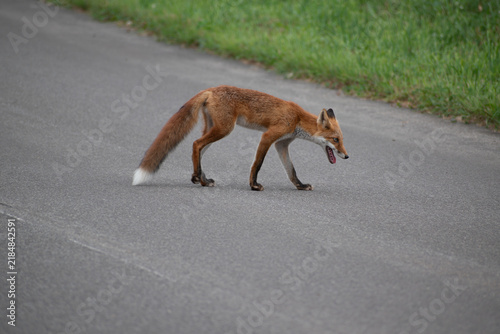 Konstfotografi 尾の先が白い野生のキタキツネ