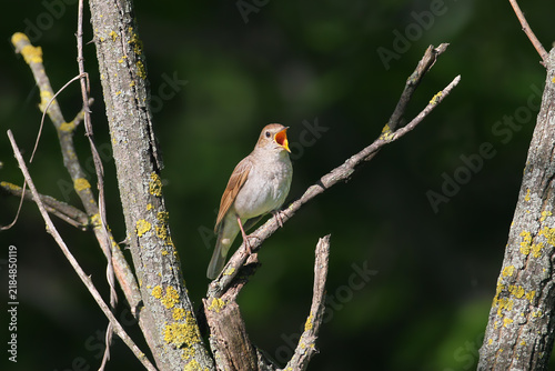 Konstfotografi Thrush Nightingale (Luscinia luscinia) perched on a mossy branch singing with its beak wide open