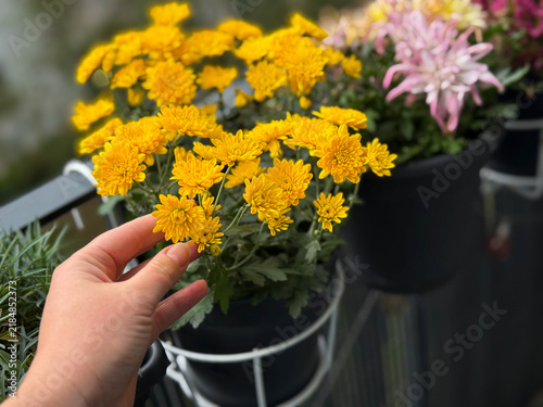 Beautiful Blooming Yellow Chrysanthemum flowers decorative summer autumn flowers in balcony garden and female hand close up