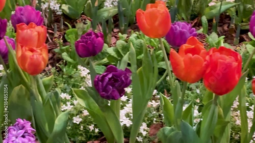 Springtime Renewal Concept: Close-Up Of Colorful Tulips And White Flowers In Bloom Representing Freshness, Growth And The Beauty Of Nature