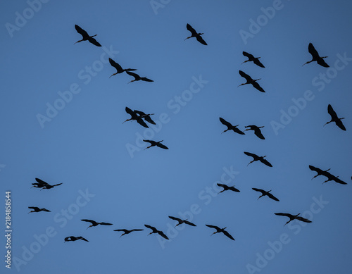 Fotografía A black ibis in the wild on the island of Crete, Greece, in summer