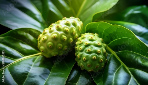 vibrant noni fruit surrounded by lush green leaves captured in a close up shot