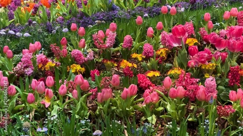 Spring Abundance Concept: 4K Video Of Colorful Tulips, Hyacinths And Pansies In A Flowerbed, Representing Renewal, Growth And Floral Beauty
