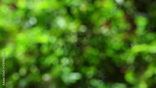 Vibrant Green Foliage in Soft Focus Natural Light