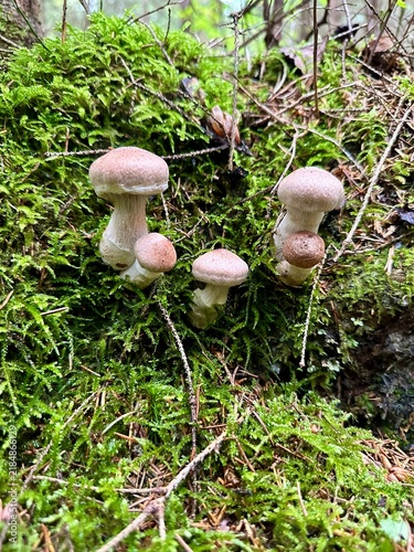 Five mushrooms birch bolete (Leccinum scabrum) with pinkish brown caps grow among green moss and twigs in a forest. Woodland autumnfungi, forest ecology, mossy habitat. Vertical background