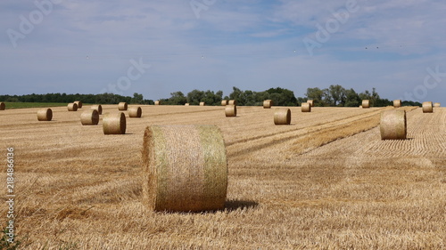 Agriculture en Champagne Ardenne, ballots / bottes de paille destinés au fourrage, disséminés dans un champ de blé, paysage de campagne après la moisson en été (France)