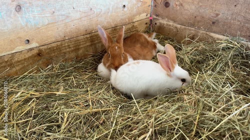 Adorable Rabbits Rest Peacefully on Soft Hay in a Wooden Enclosure on a Farm
