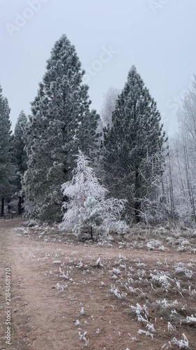 Winter forest path curving past frost coated tree in foreground leading into dense evergreen stand under pale blue gray sky, snow and bark texture, calm woodland atmosphere