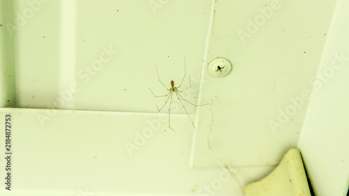 Canvastavla Spider crawling on a white surface in a room with natural light during daytime