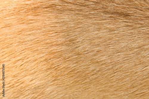 Картината върху платно Golden brown dog fur pelt texture close up background