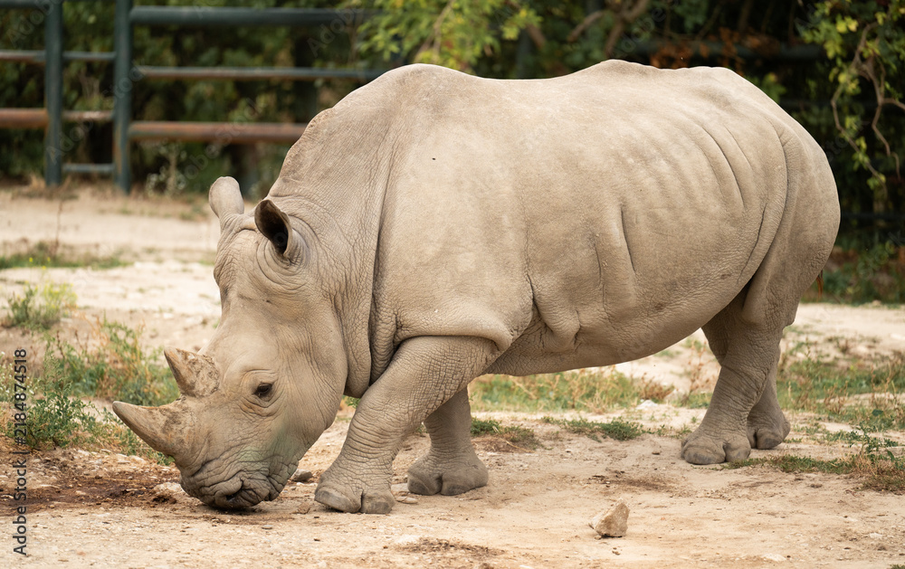 Obraz premium Rhino outdoor. White rhinoceros. Wild animal in nature. Rhino on the ground. Wildlife nature. Wildlife and zoo. Rhino animal in zoo park. Fauna in wildlife. Animal zoo park. Wild rhinoceros