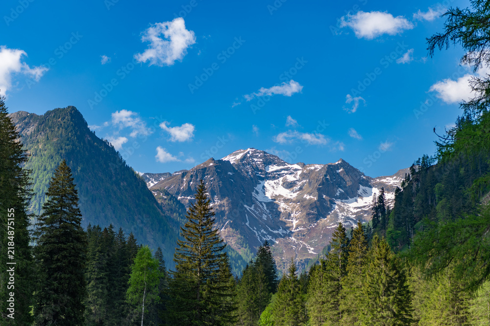 Fototapeta premium Forest nature with alpine mount. Nature in alp mountain countryside. Beautiful landscape mountain. Scenery coniferous forest. Pine tree and mountain forest landscape. Mountain landscape