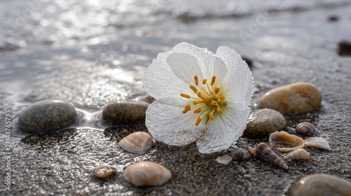 Close-up of white beach morning glory flowers with yellow orange centers growing on white sandy beach, crystal clear turquoise ocean waves gently lapping shore, tropical paradise bay