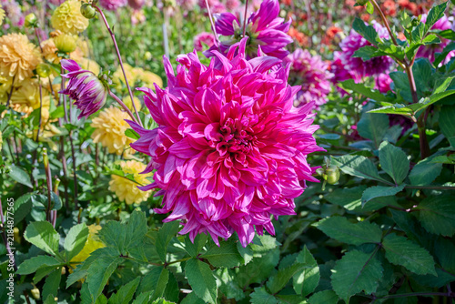 dahlia Yarra Falls  with purple-red petals and a colorful background