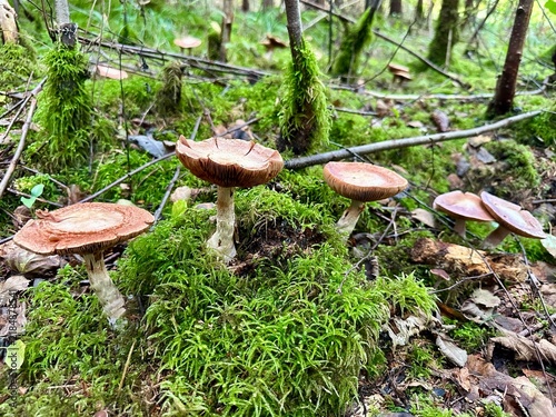 Several brown-capped mushrooms fibrecap (Inocybe) grow among vibrant green moss, fallen branches, and leaves on a forest floor. Woodland fungi, natural habitat, forest ecology, and autumn undergrowth.