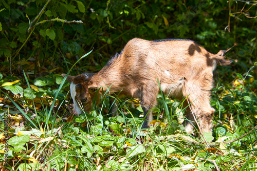 Fotografie Eine gefleckte Ziege senkt den Kopf in dichtes Grün und frisst zwischen Gras und Blättern
