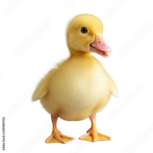 Yellow duckling with orange beak standing isolated on transparent background