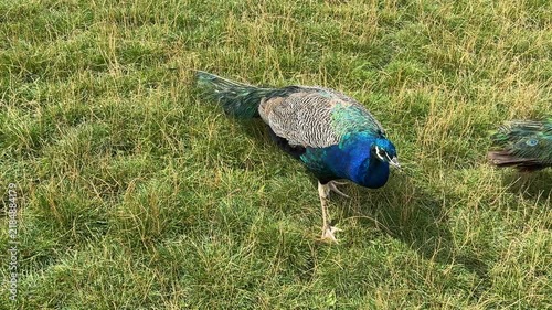 Peacock Walking on Grass in France. Beautiful Bird with Colorful Plumage in a Field on a Sunny Day. Wildlife in Natural Habitat.