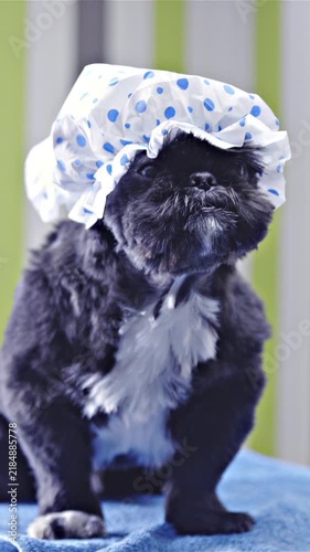 Puppy at dog salon on table with hair net on head