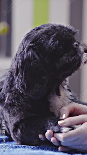 Dog paw massage on soft blue table at dog salon