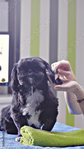 Combing hair of adorable black and white dog at salon