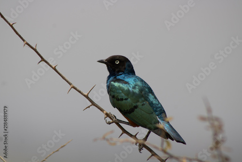 фотографія superb starling sitting on a branch