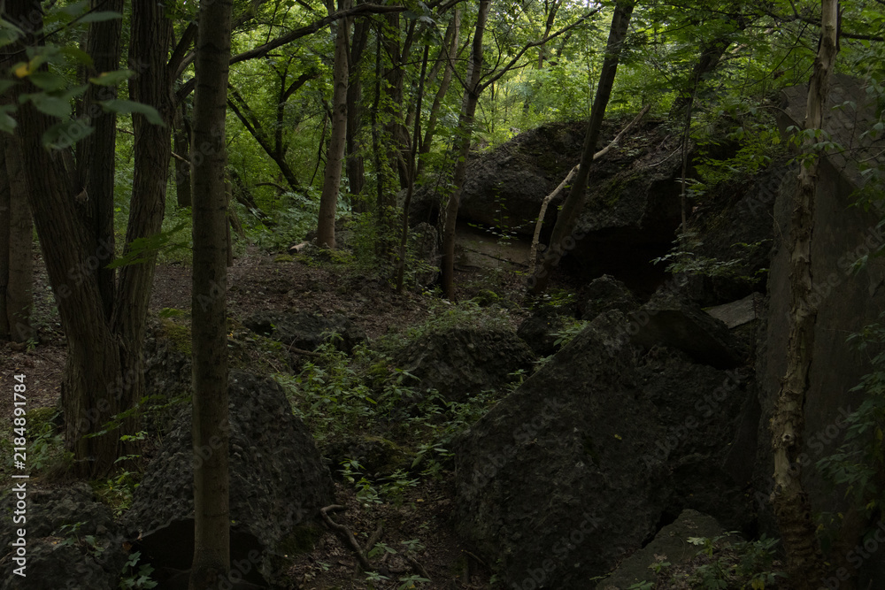Fototapeta premium Moody forest landscape with large mossy boulders and dirt trail among trees