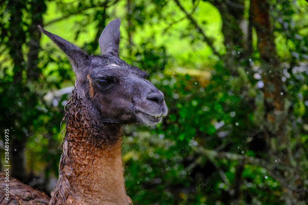 Fototapeta premium Domestic llama stands in the rain on farm in Norway