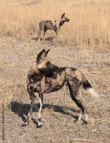 Photography Wild Dog Botswana