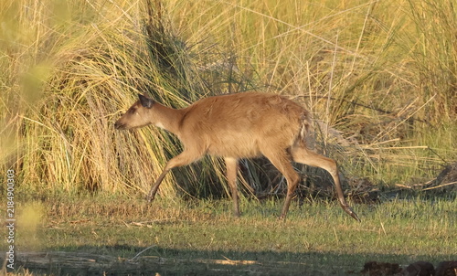 Quadro su tela Sitatunga