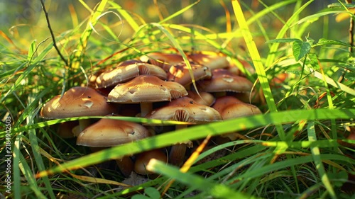 Cluster of Brown Mushrooms Growing in Lush Green Grass Sunlight.