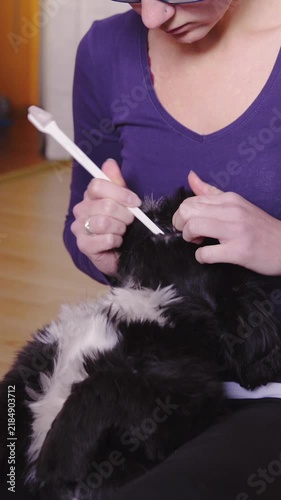 Brushing dog teeth while lying on person lap