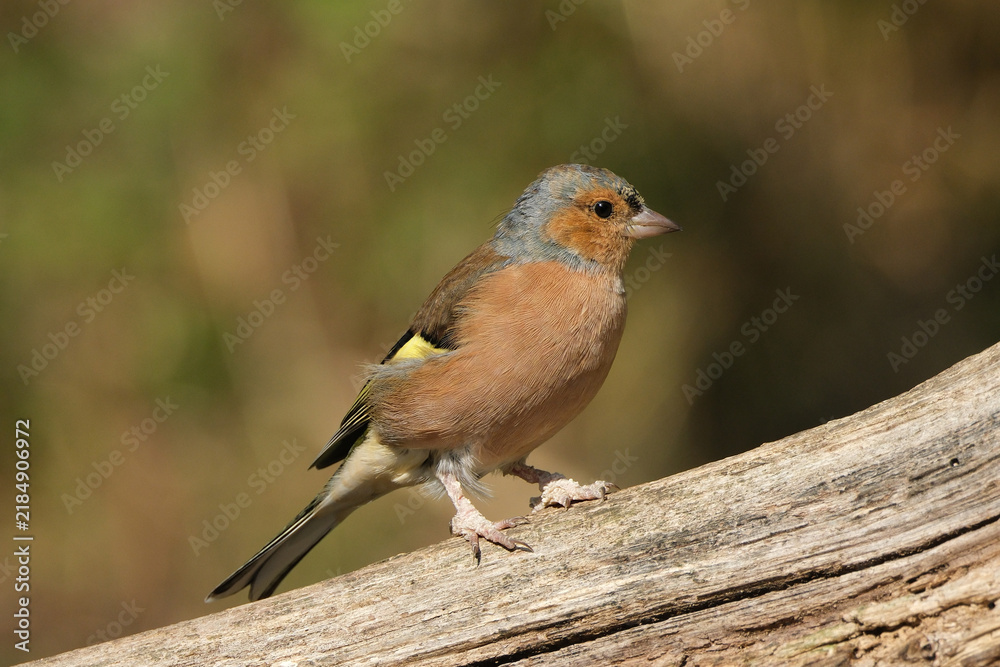 Fototapeta premium Male Common Chaffinch (Fringilla coelebs) perched on a branch, close-up portrait of a colorful wild bird in its natural habitat