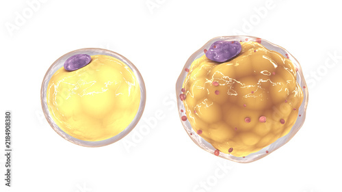 Fotografía Healthy adipose tissue contains small, uniform cells providing efficient storage