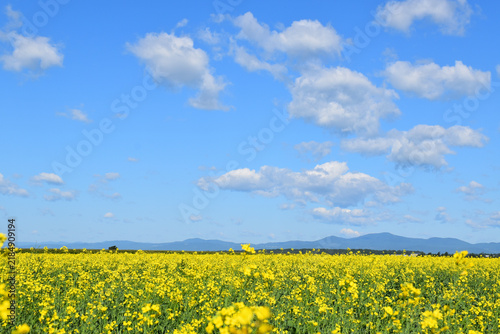 A field of blooming canola, Québec, Canada
