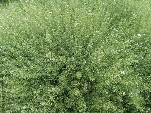 Cuadro en lienzo Bushy Plant with Small White Flowers in Garden