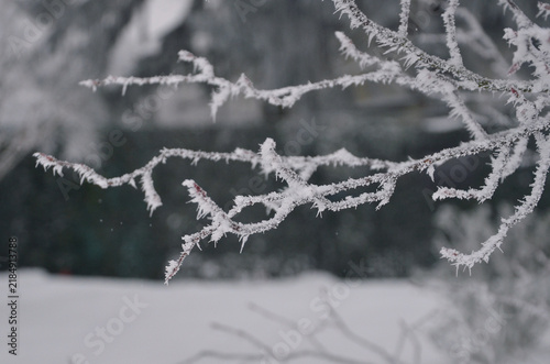 Winter frosty leafless twigs closeup outdoors .Nature, winter , natural environment.