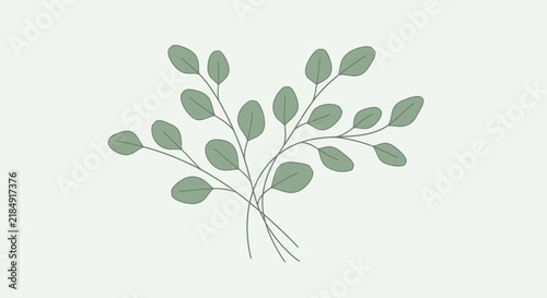 Hand drawn vector illustration of eucalyptus branches with green leaves, delicate botanical design for stationery and prints