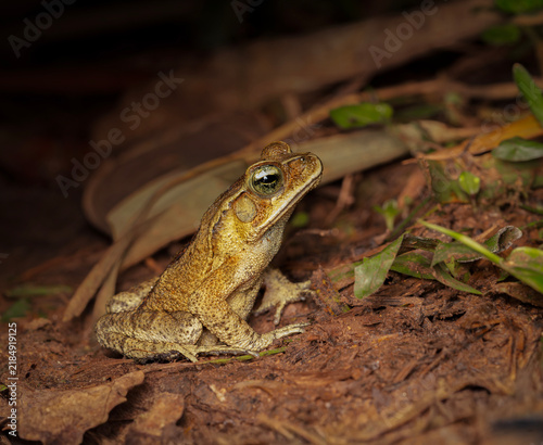 Sapo cururu, rhinella