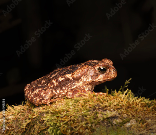 Sapo cururu, rhinella