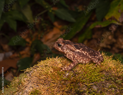 Sapor cururu, rhinella perfil