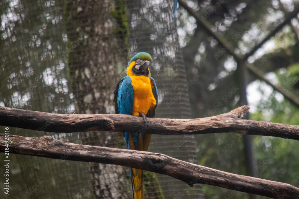 Obraz premium Blue and gold macaw perched on branch in enclosure