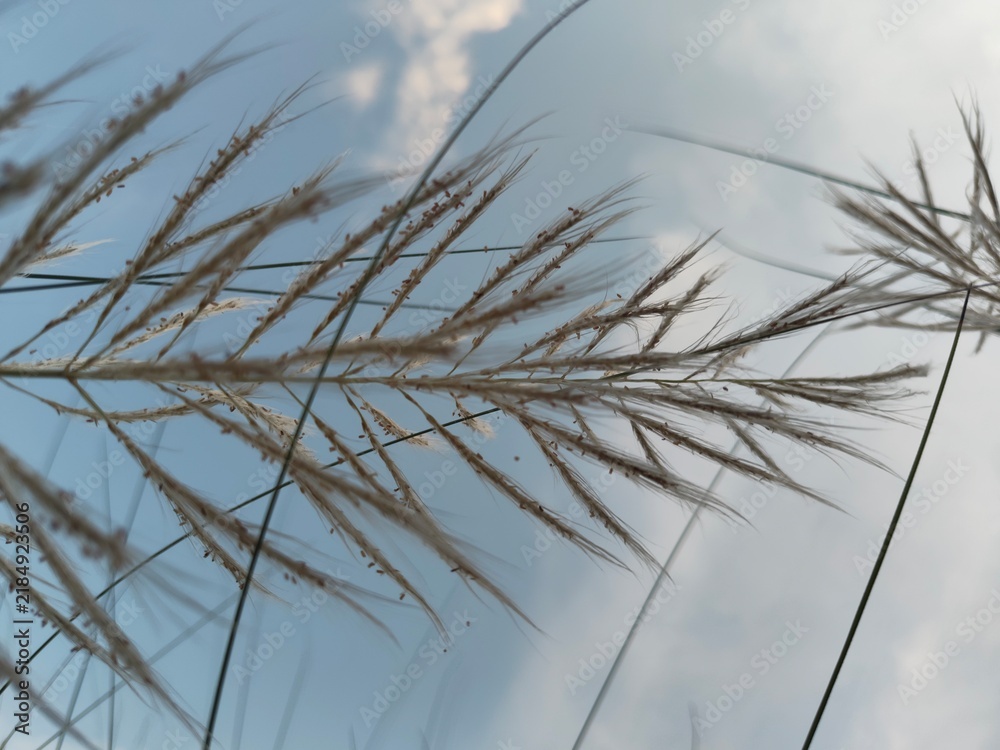 Obraz premium Close up macro detailed photo of kashful ,Kans grass ,Wild sugarcane, Catkin on the blue sky background