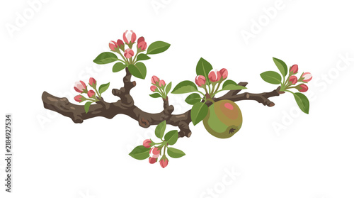 Blooming apple tree branch featuring a small green fruit and pink flower buds isolated on white background