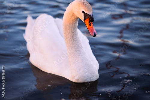 cygnet in the river, Baby swan, water, lake, family, father, mother