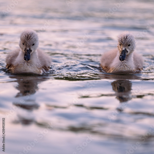 cygnet in the river, Baby swan, water, lake, family, father, mother
