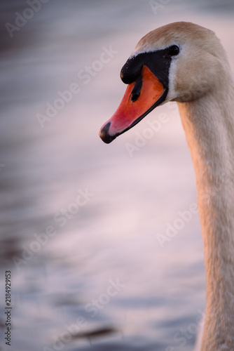 cygnet in the river, Baby swan, water, lake, family, father, mother